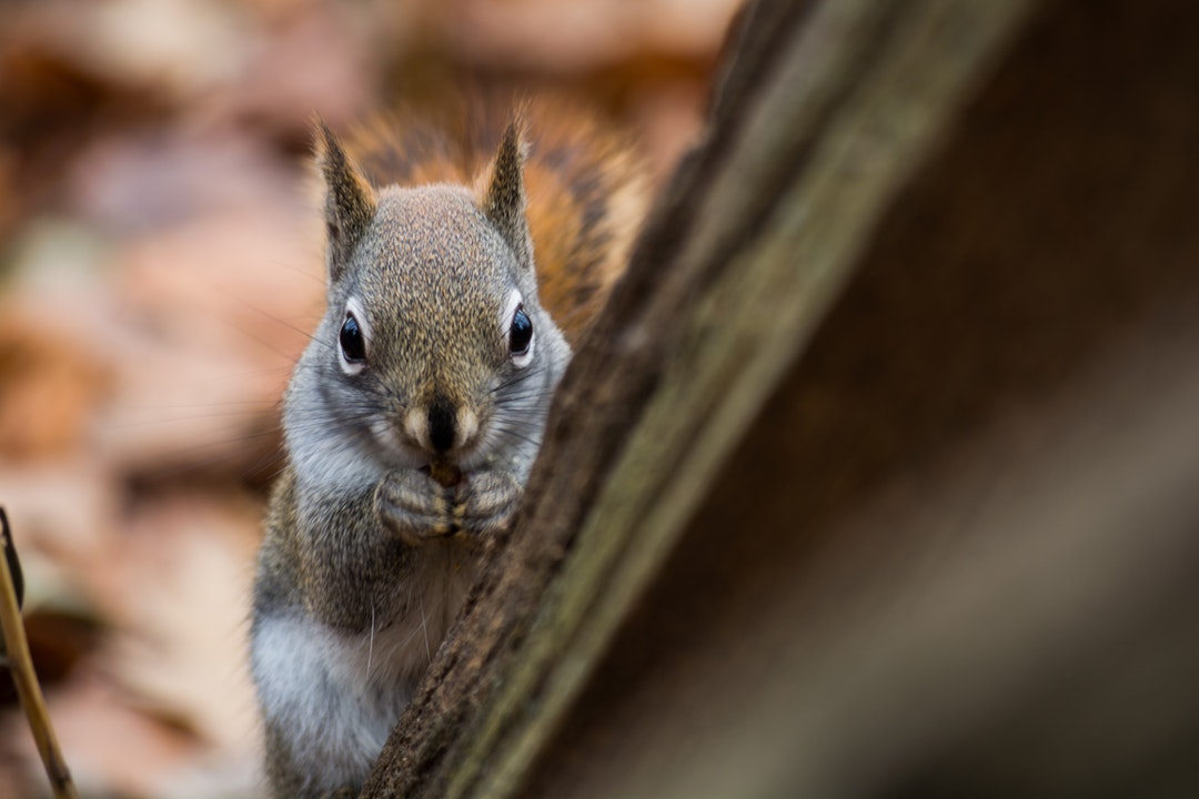 Do I Have Squirrels in the Attic? 7 Indications That You Do
