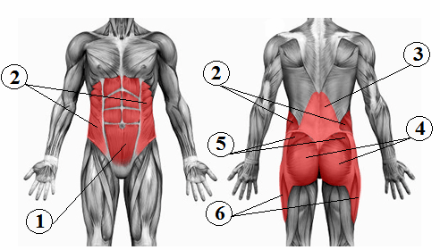 What Is The Relationship Between Core Strength And Back Pain? - Elevate Physiotherapy