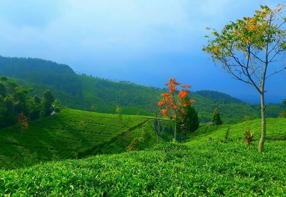 Nomor Hp Pengelola Kebun Teh Cipasung Majalengka - Nomor Hp Pengelola Kebun Teh Cipasung Majalengka - Liburan ...