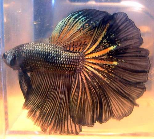 Kebutuhan Protein Ikan Cupang – Blog Bersama