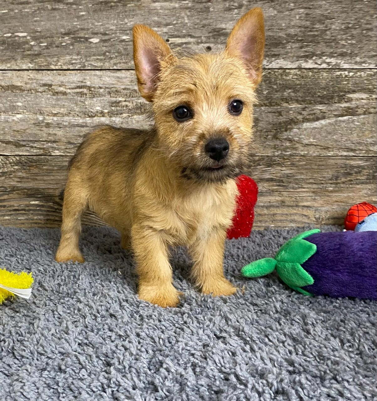 Available Norwich Terrier Puppies Elfin Norwich Terriers