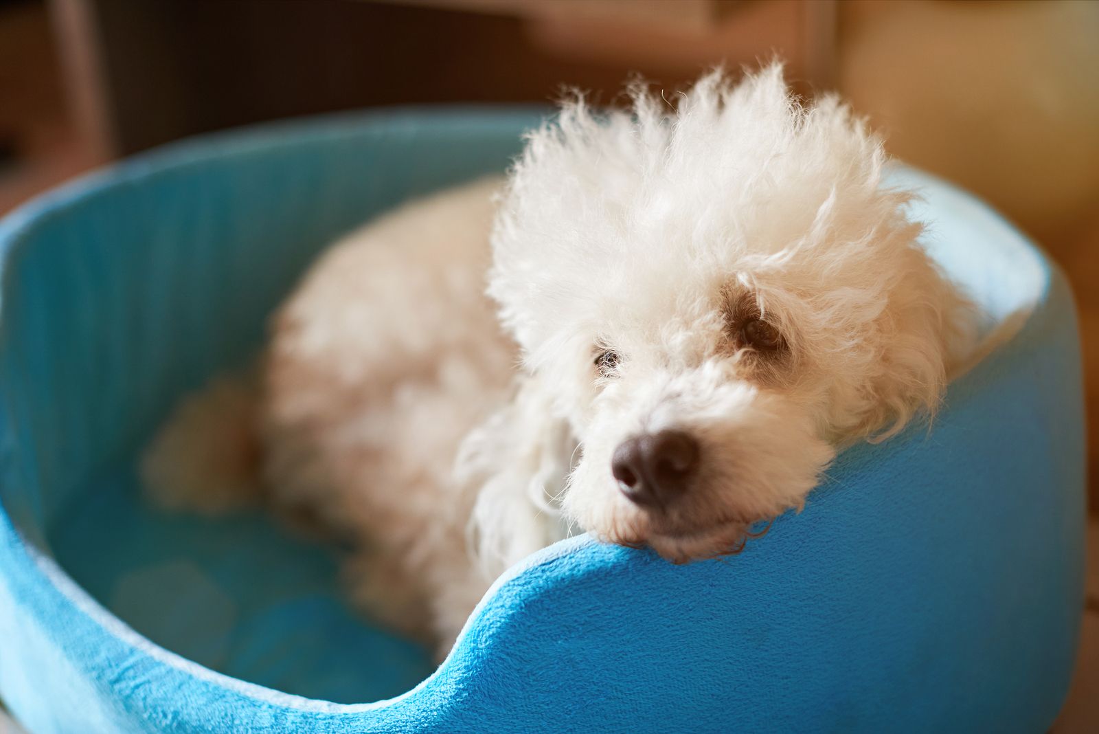 Incontinence In Dogs