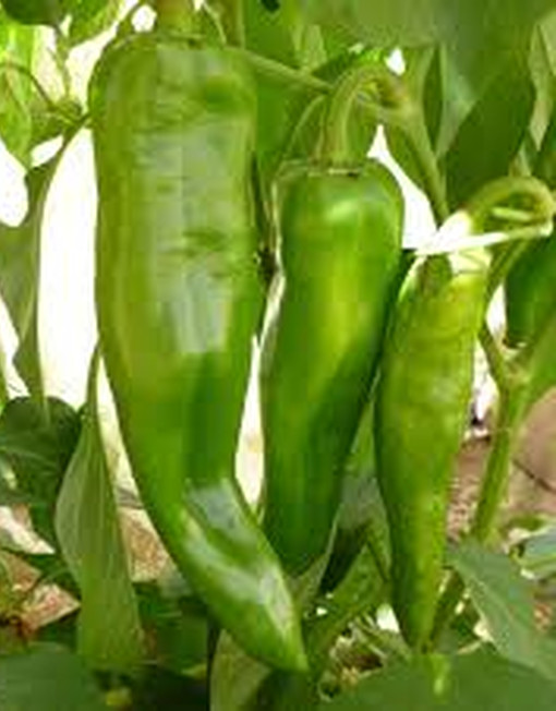 Compra las mejores semillas del Chile Anaheim online