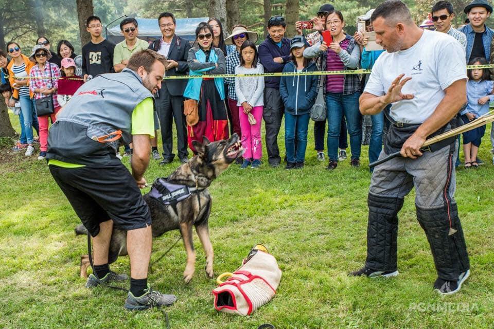 Gallery Eli Dog Trainer