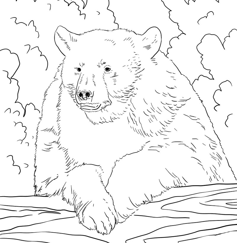 Realistic Bear Coloring Pages