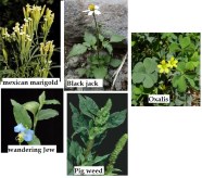 5 Examples Of Annual Plants Thepoetandtheplant