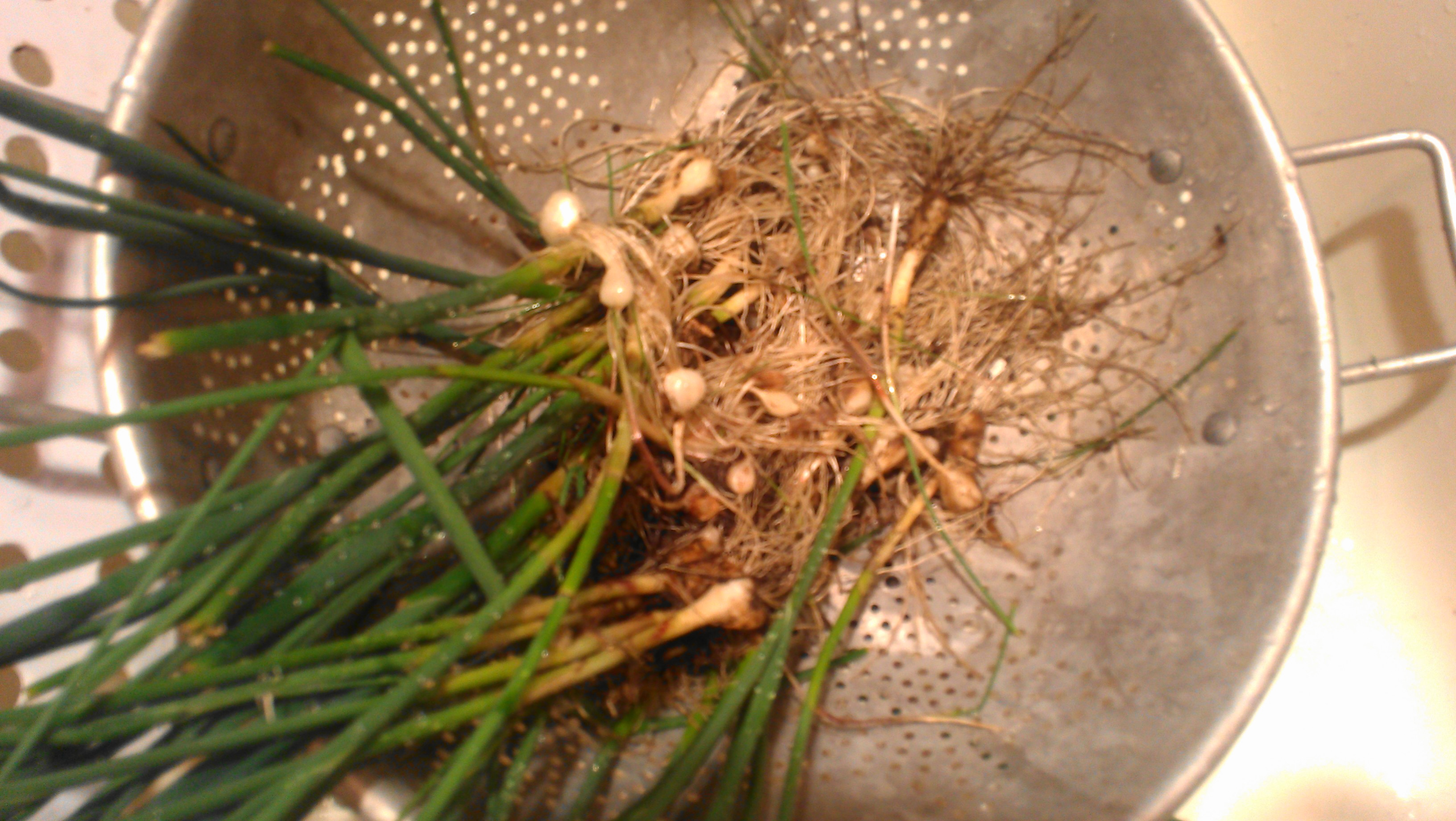Holiday Recipe Club Wild Onion Baked Omelet « Eliot's Eats