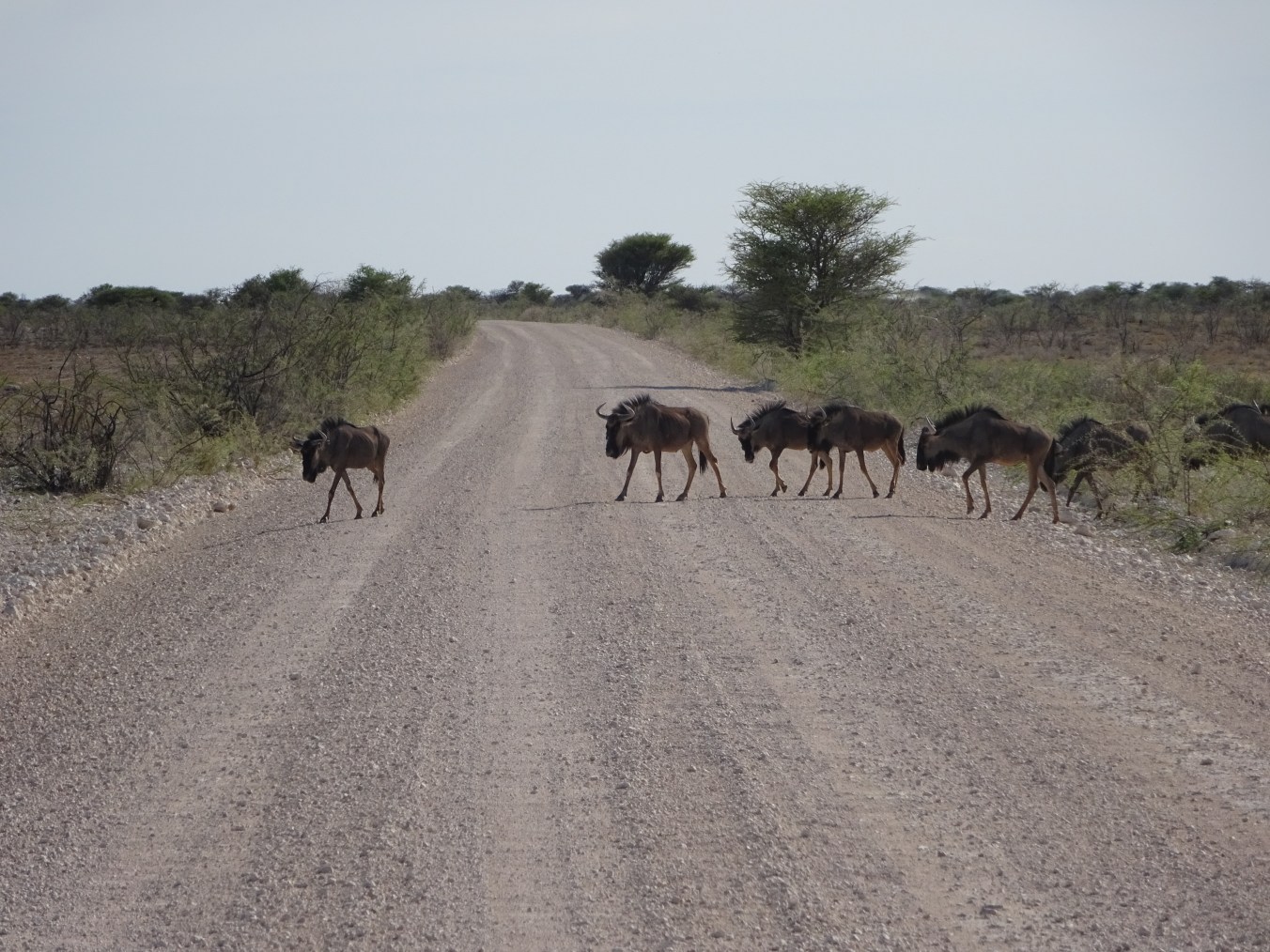 6000 Kilometer,9 Freiwillige,5 Wochen und 3 Länder elisainnamibia