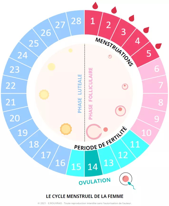 Cycle féminin comprendre le cycle menstruel de la femme