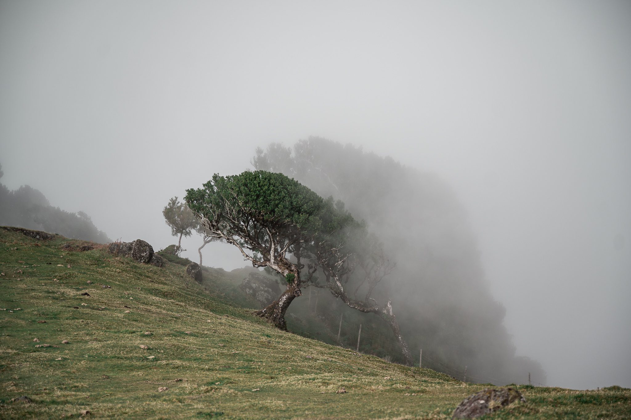 Fanal Forest Madeira