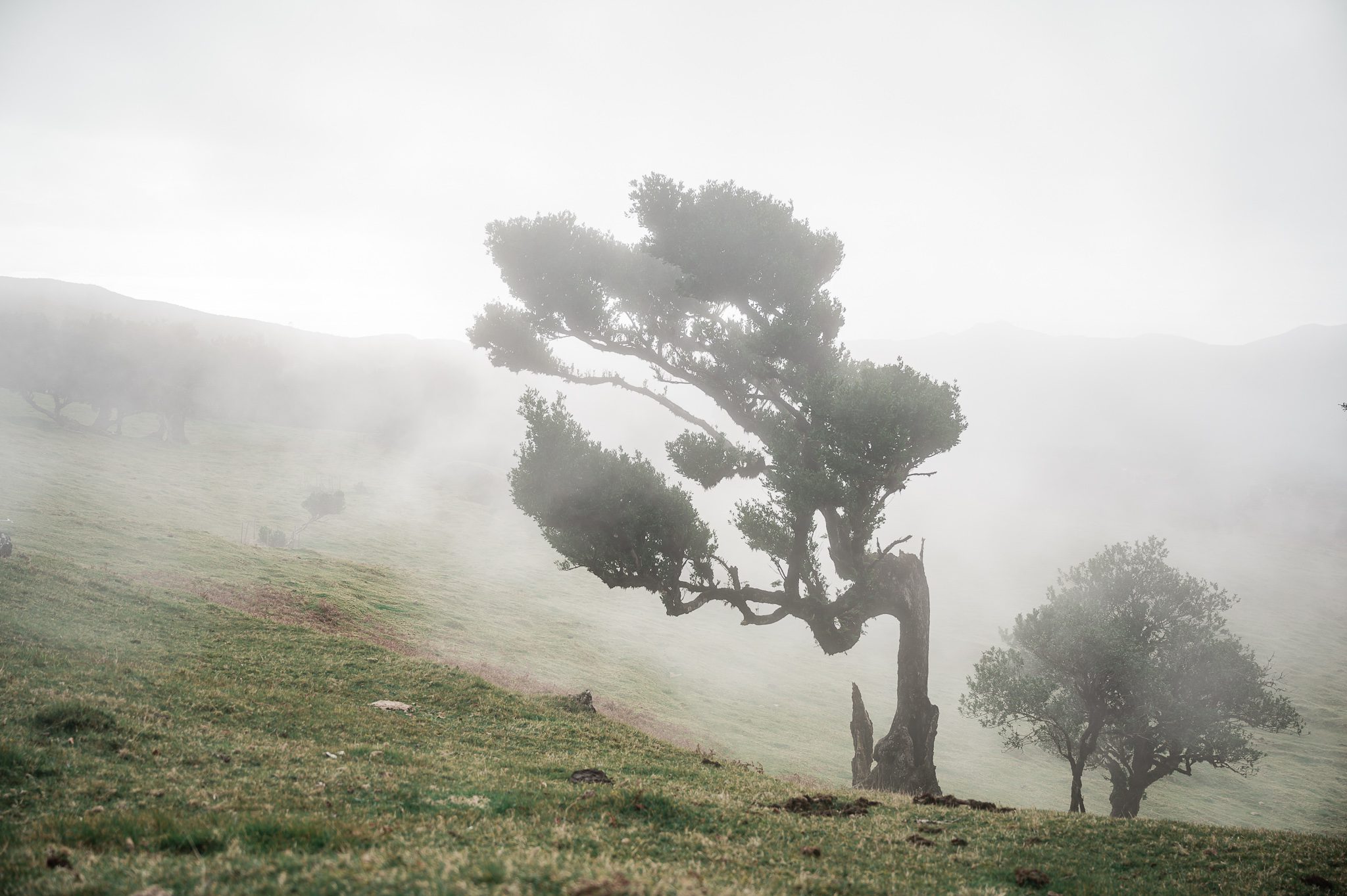 Fanal Forest Madeira