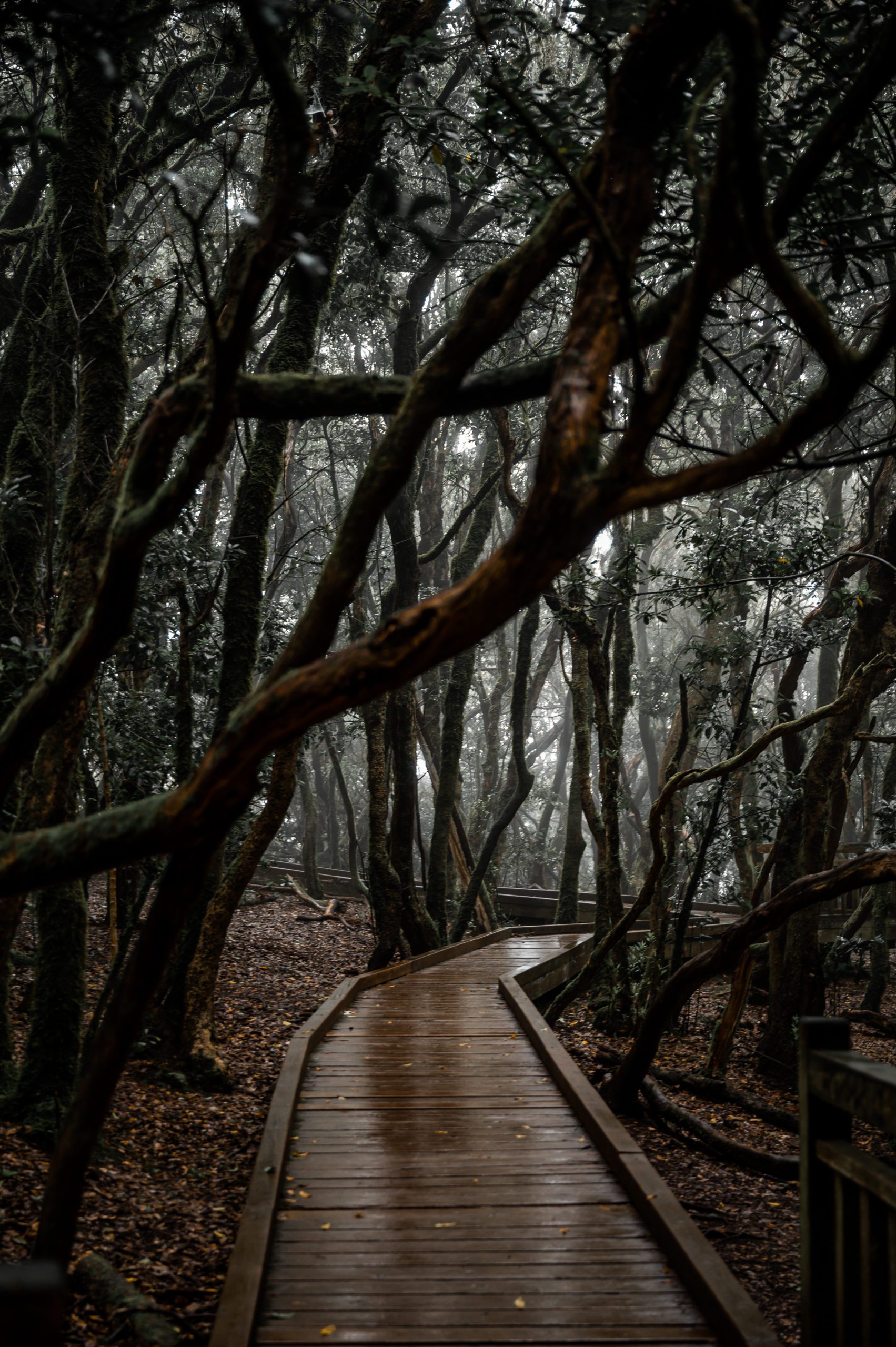 Sendero de los Sentidos tenerife