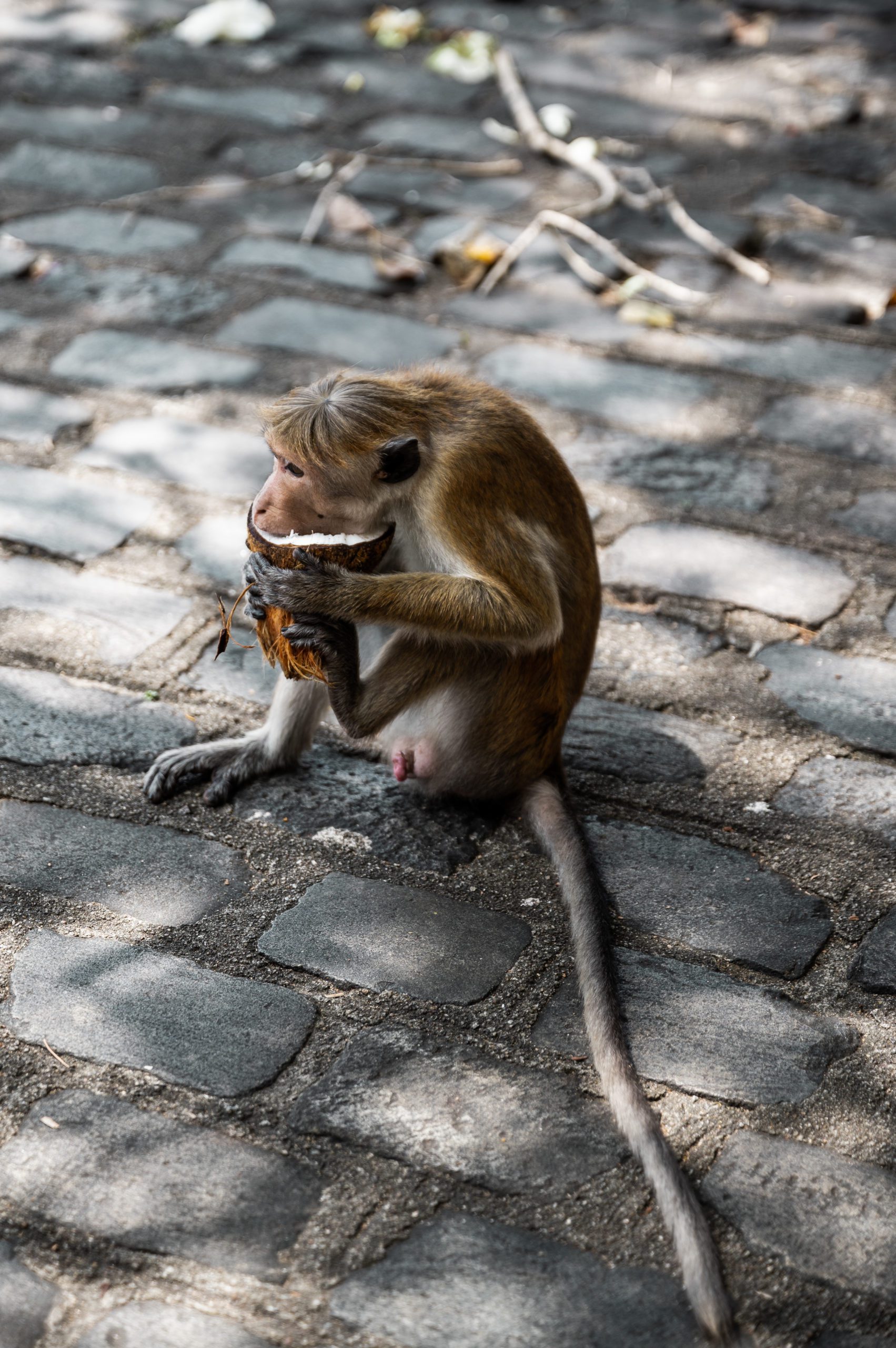 Sri Lanka Dambulla monkey