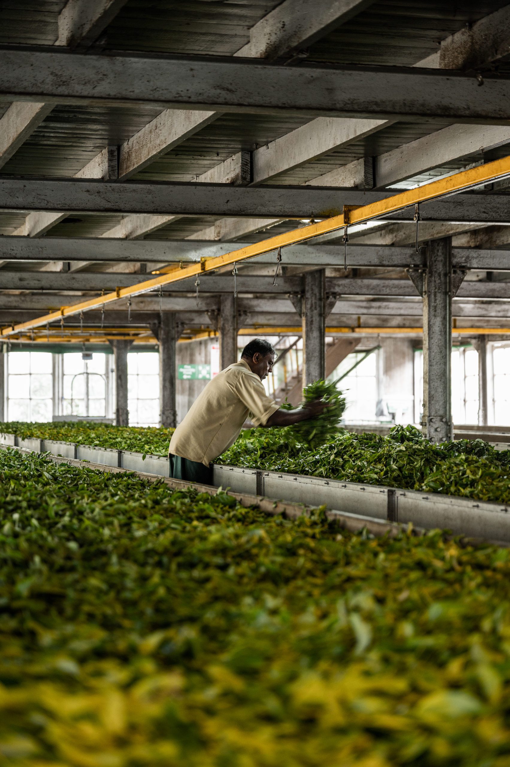 Sri lanka Damro tea plantation