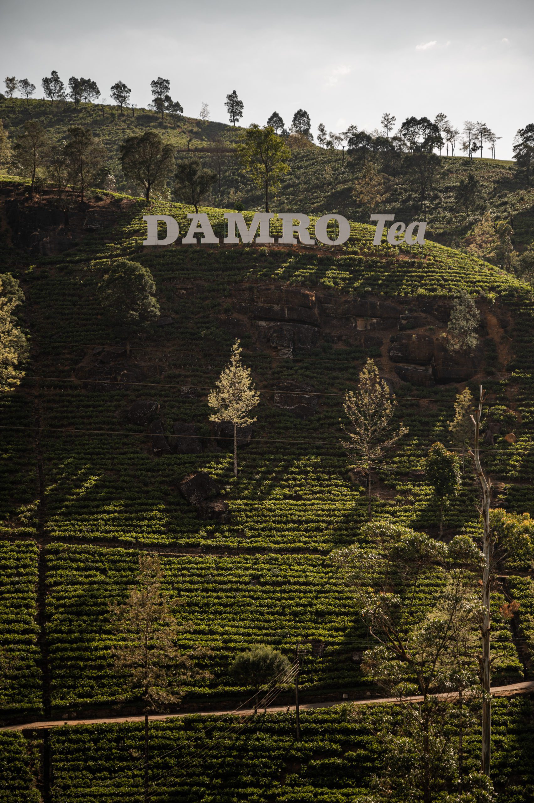 Sri lanka Damro tea plantation