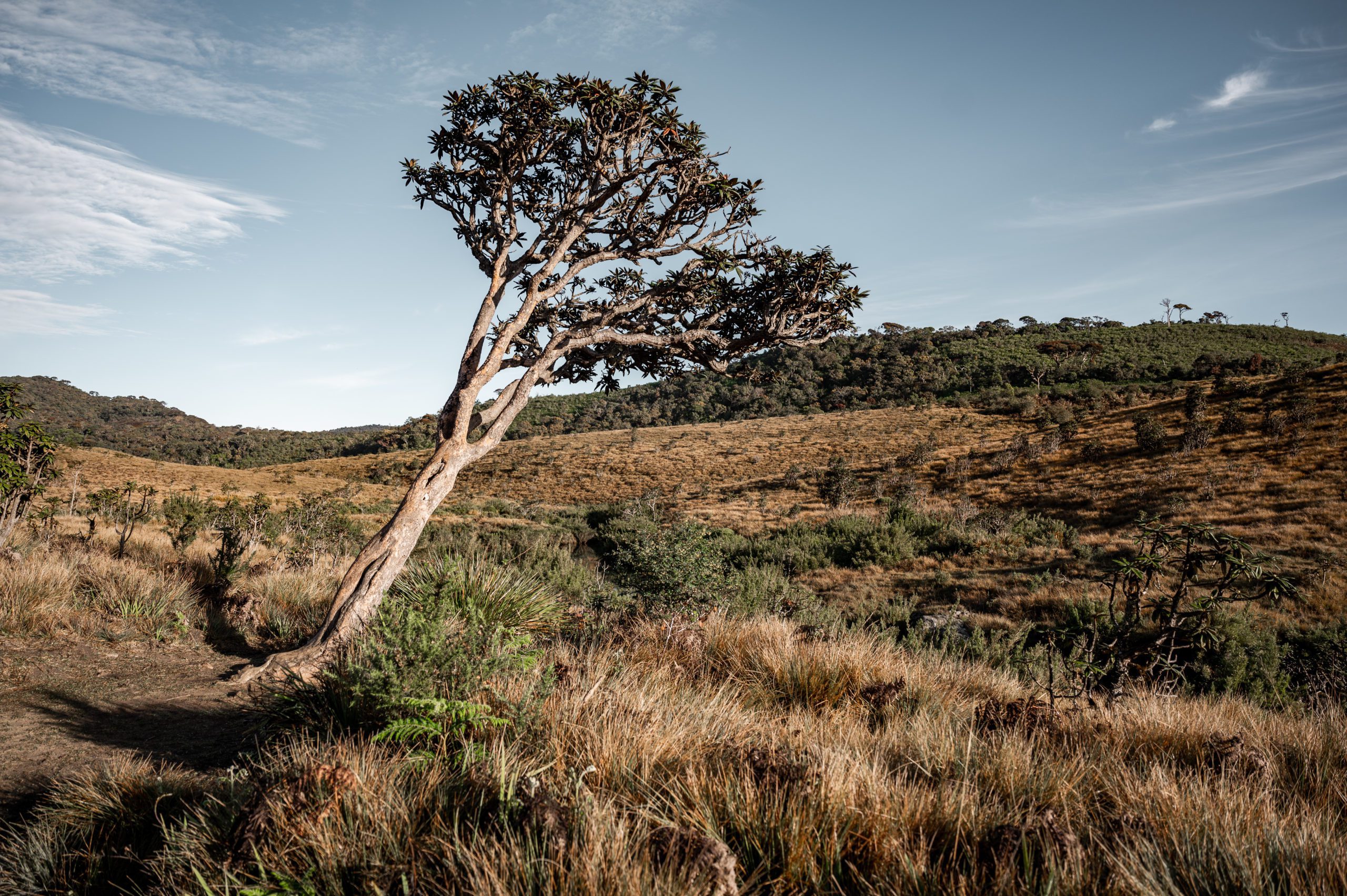 Srí Lanka NP horton plains