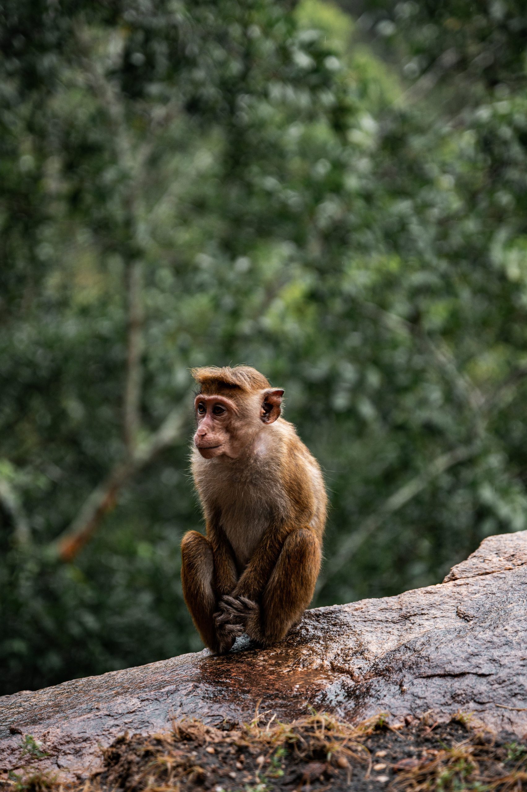 sri lanka monkeys mihithale