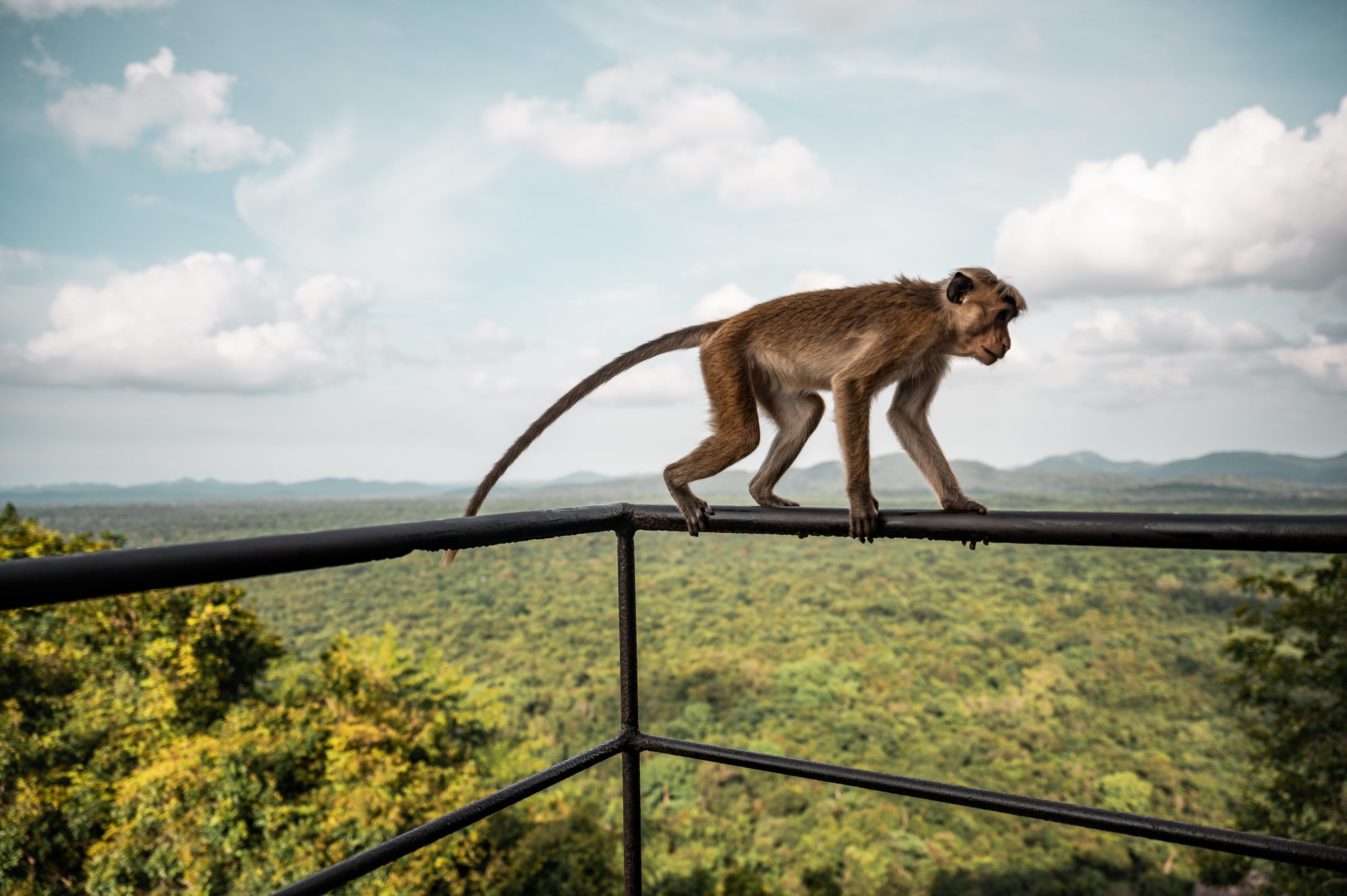 Sri Lanka Lion Rock Sigiriya