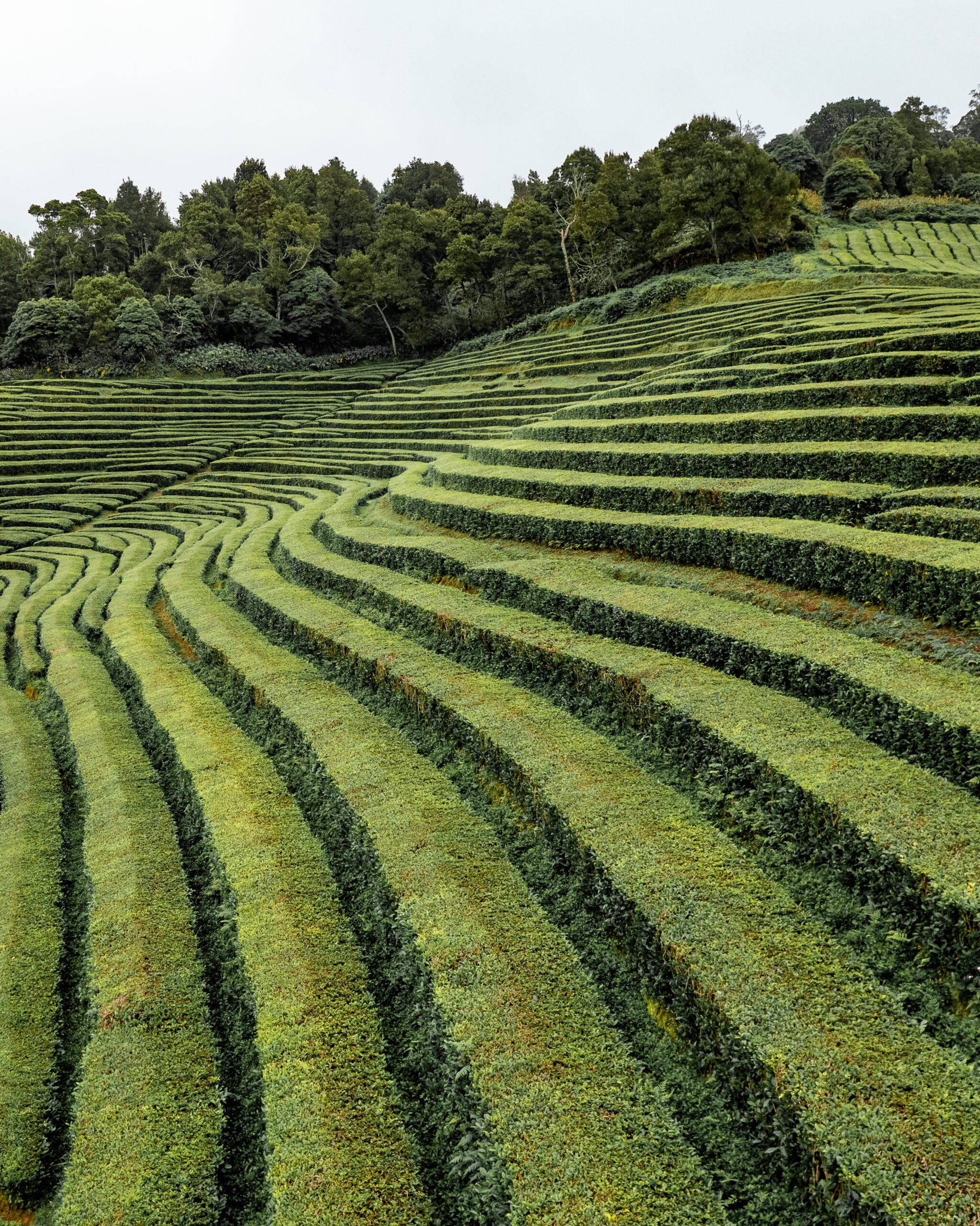 azory - sao miguel - Gorreana Tea Factory