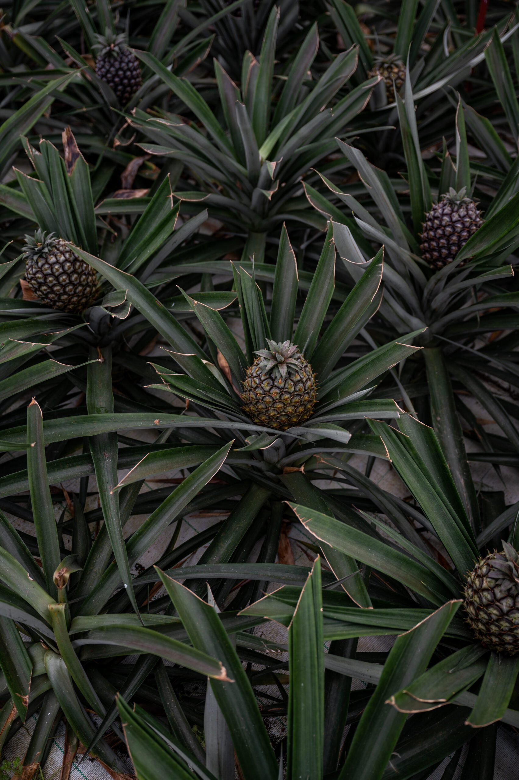 azory - sao miguel - Plantação de Ananás dos Açores