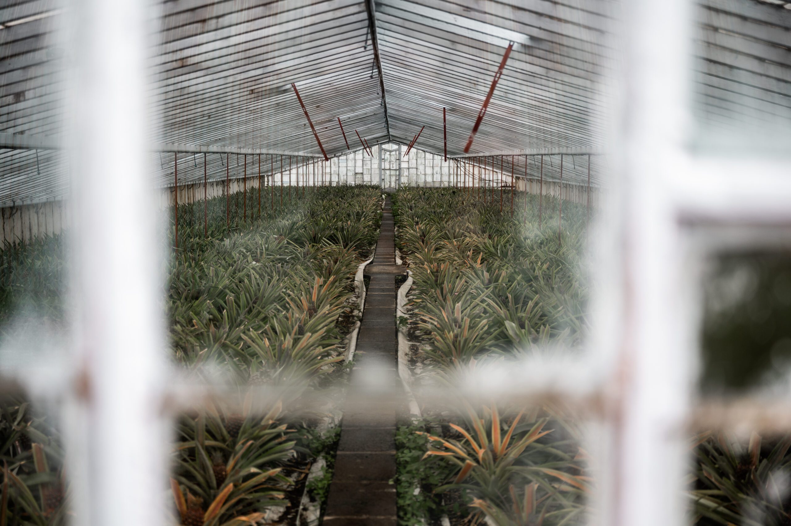 azory - sao miguel - Plantação de Ananás dos Açores