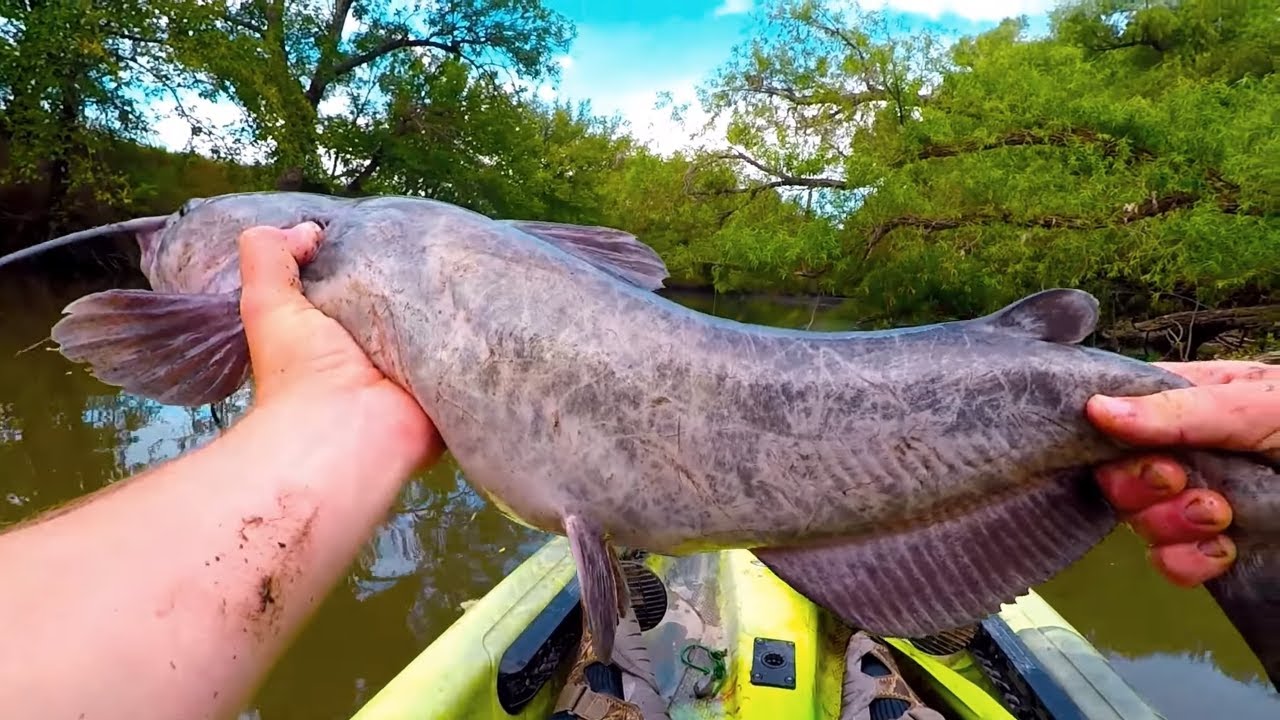 Catfish sting symptoms Symptoms and Signs of Catfish Sting Treatment