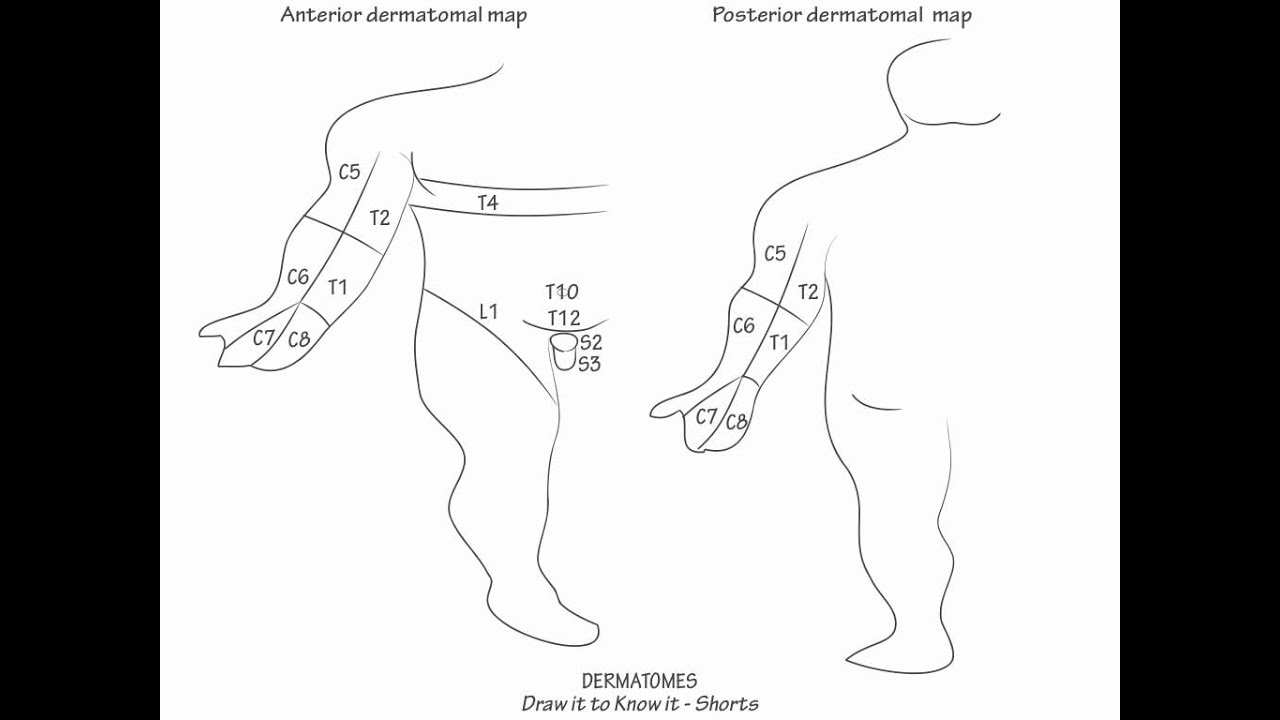 Upper extremity dermatome map Dermatomes Anatomy and dermatome map
