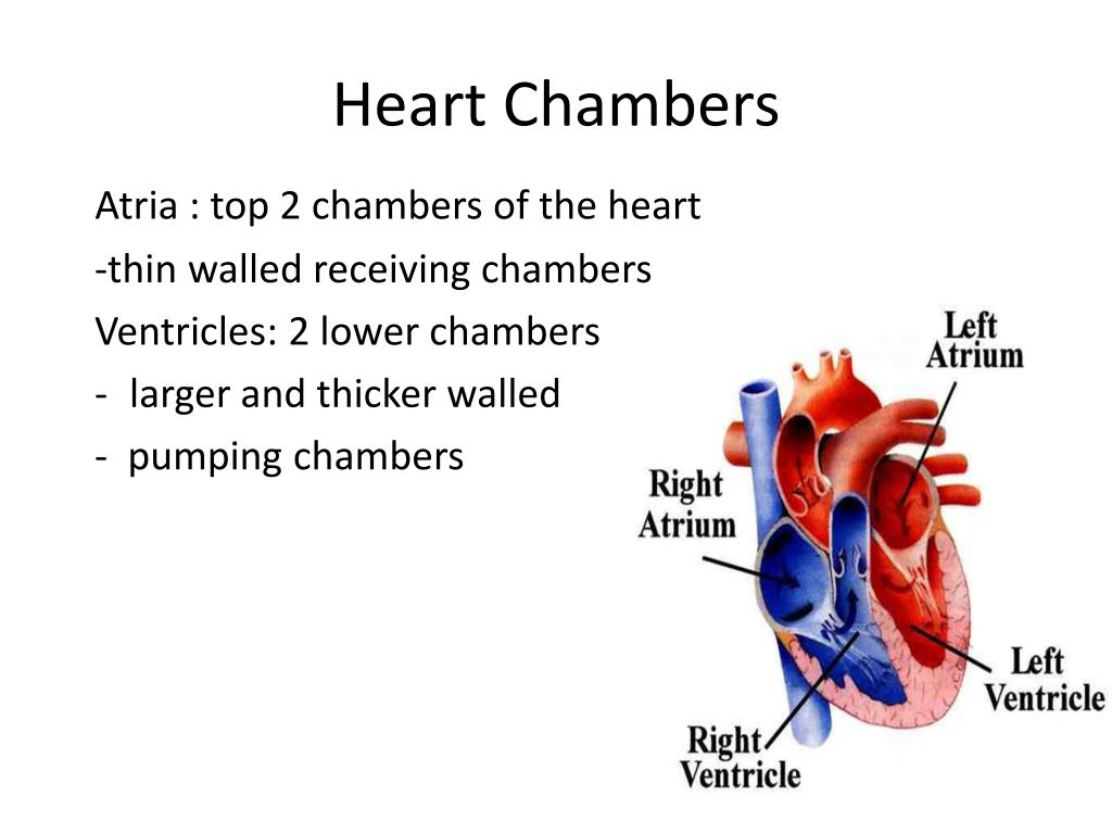 Images of the heart chambers Heart chambers MedlinePlus Medical