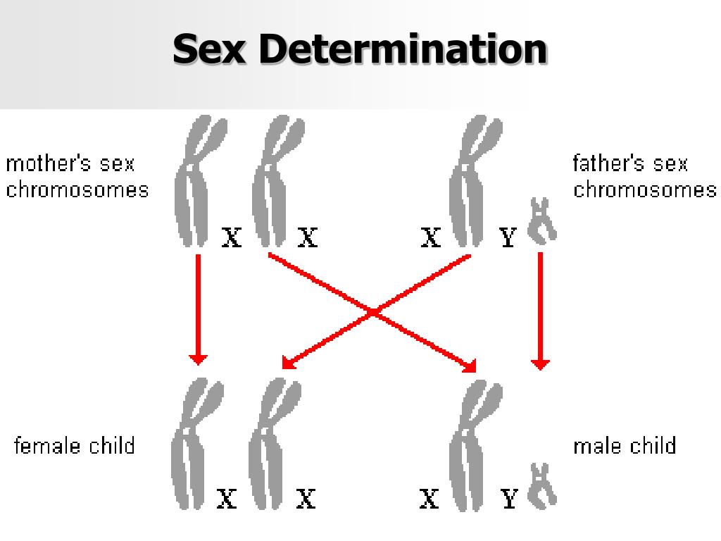Two y chromosomes 47,XYY syndrome MedlinePlus