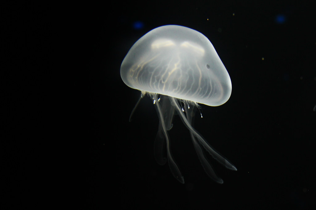 Jellyfish bite rash Jellyfish Sting Home Treatment Michigan Medicine
