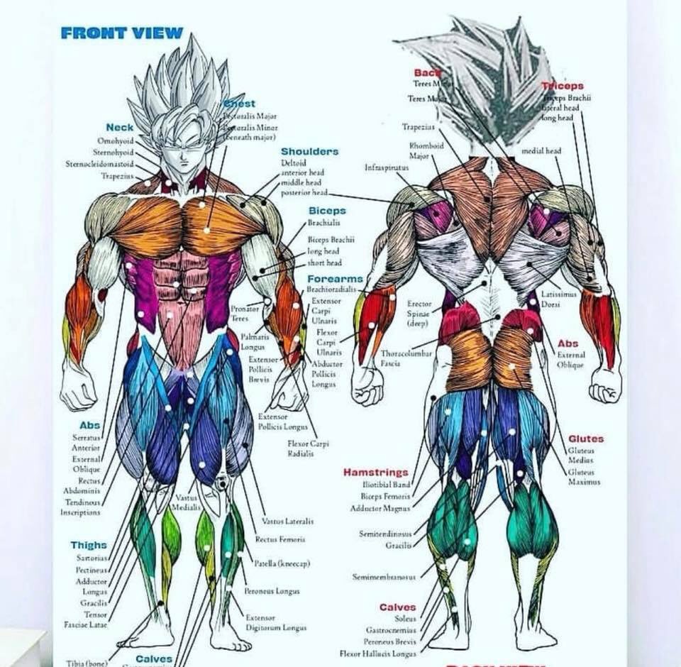 Human male body diagram: Human body diagrams – Wikimedia Commons