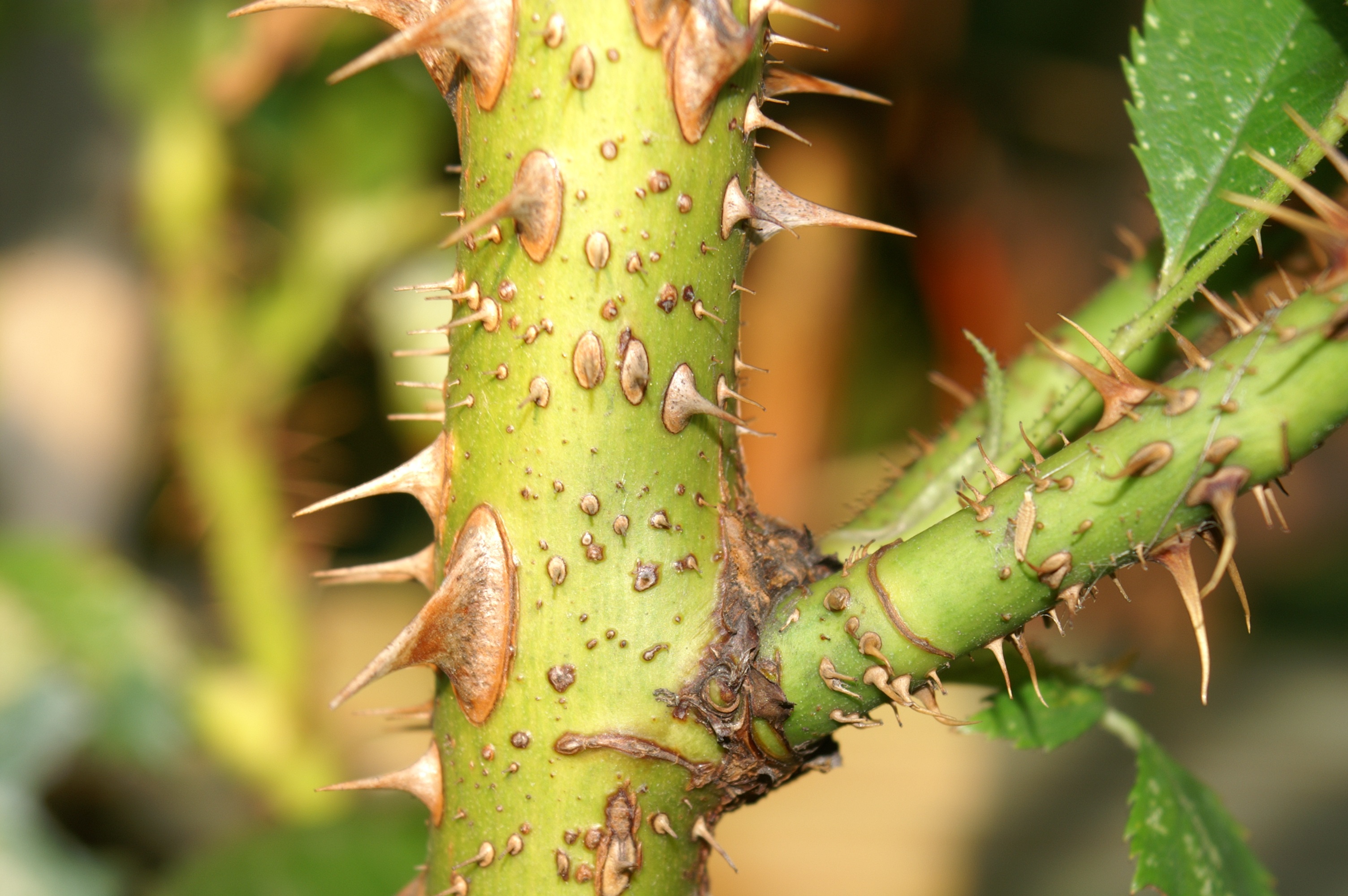 Rose bush thorn prick infection Sporotrichosis Basics