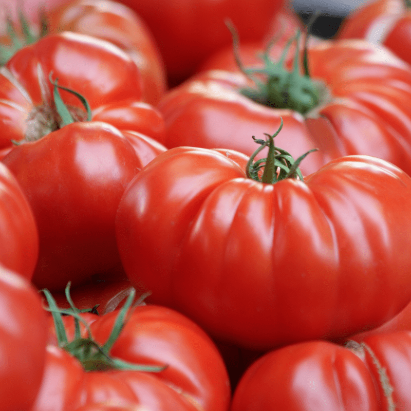 Mountain Tomatoes » Elite Farms