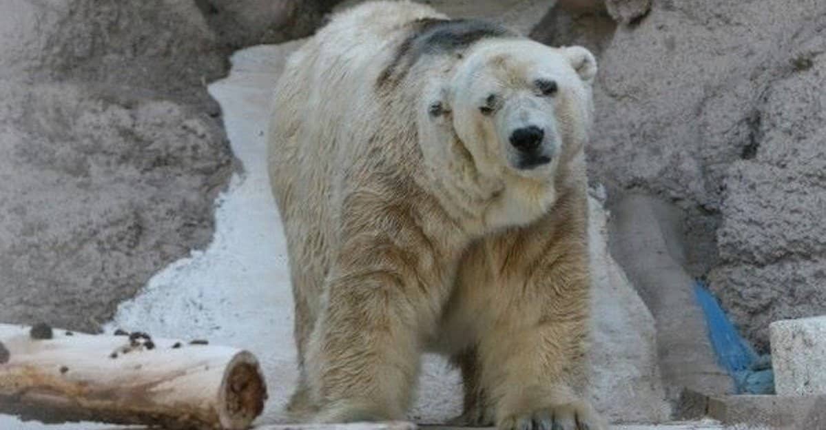 “World’s Saddest Polar Bear” dies after 22 years of captivity in