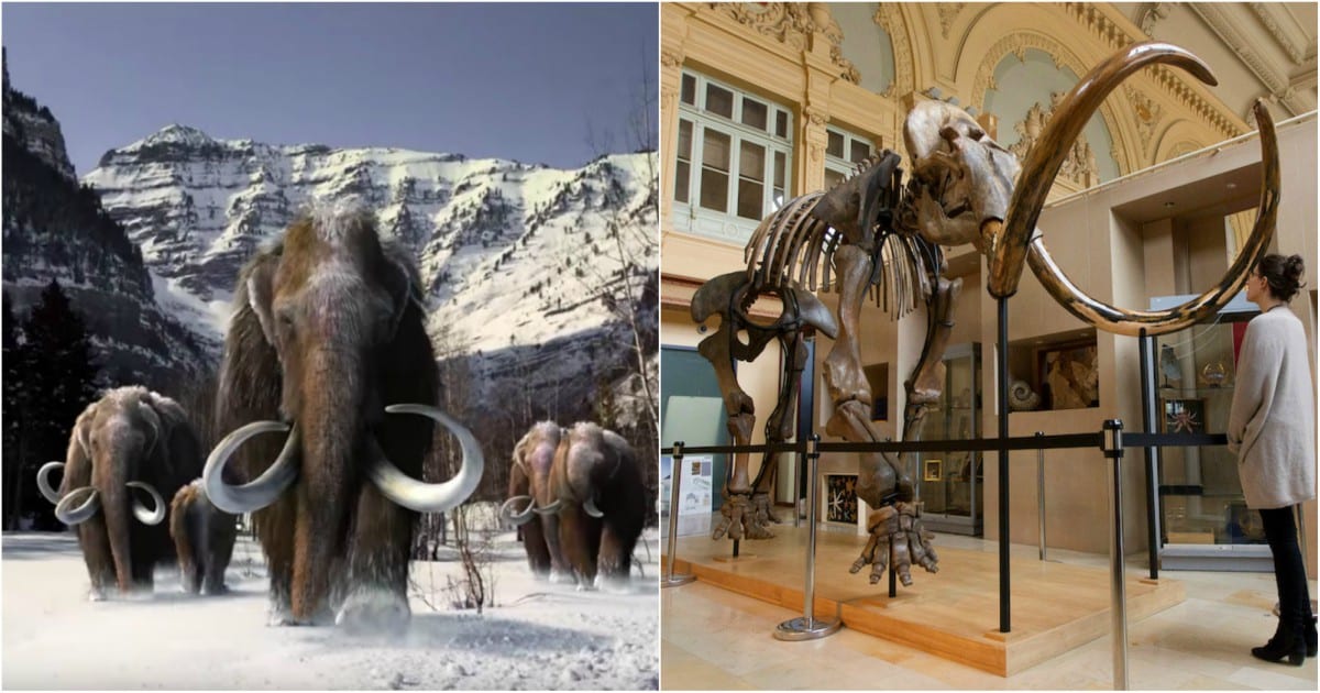 Awful Genetics Caused the Extinction of the Last Mammoths on Earth
