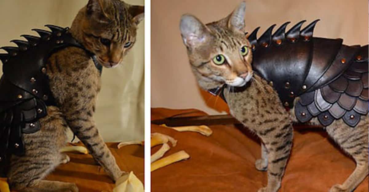 Company Creates Awesome Body Armor For Cats to Protect Them From Fights