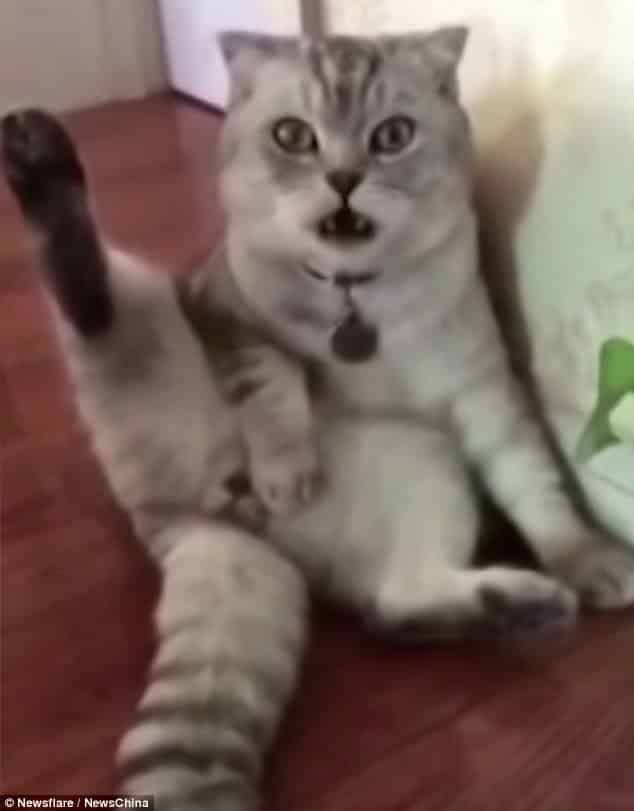 Hilarious Video Shows Cat Freaking Out When He Realized He Had Just Been Neutered! - Elite Readers