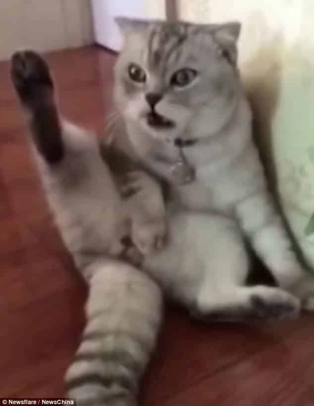 Hilarious Video Shows Cat Freaking Out When He Realized He Had Just Been Neutered! - Elite Readers