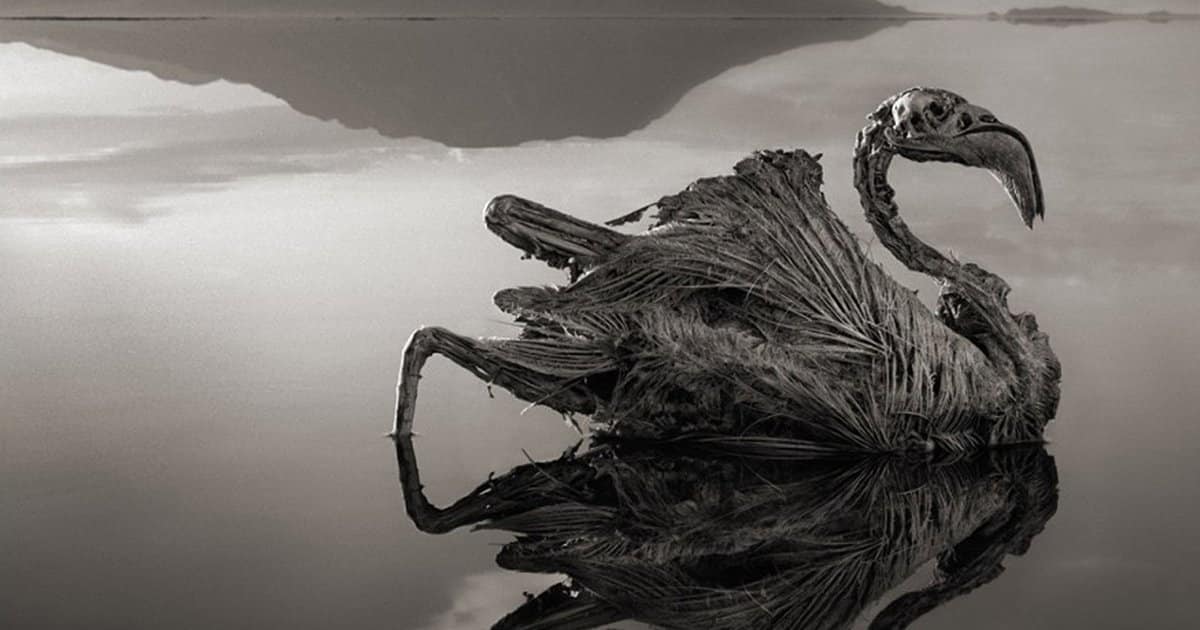 things_dont_exist_nature_feat Elite Readers