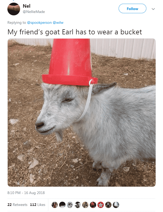 These Naughty Goats Wearing Pool Noodles On Their Horns Are Absolutely