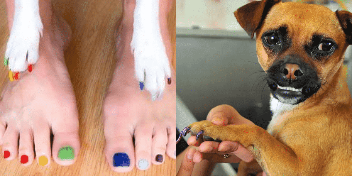 Can Dogs Die From Nail Polish