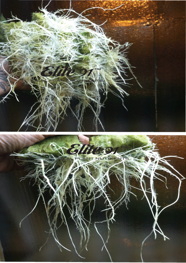 ROOTS Root And Plant Growth Enhancer Elite 91