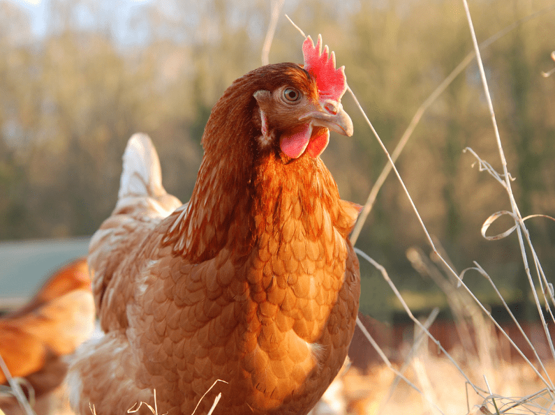 Chicken Producers Elite Agri Solutions