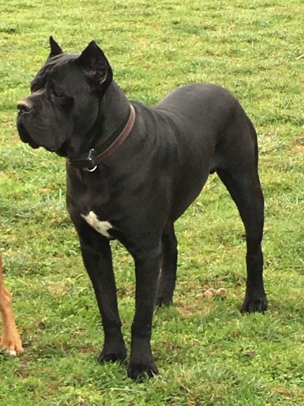 Elite Cane Corso 360.303.5163 Photo Gallery