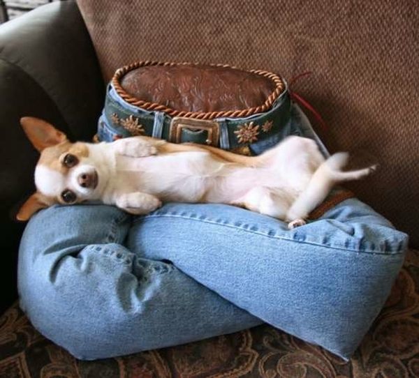 Human Lap Shaped Dog Bed Is not Quite Chic Elite Choice