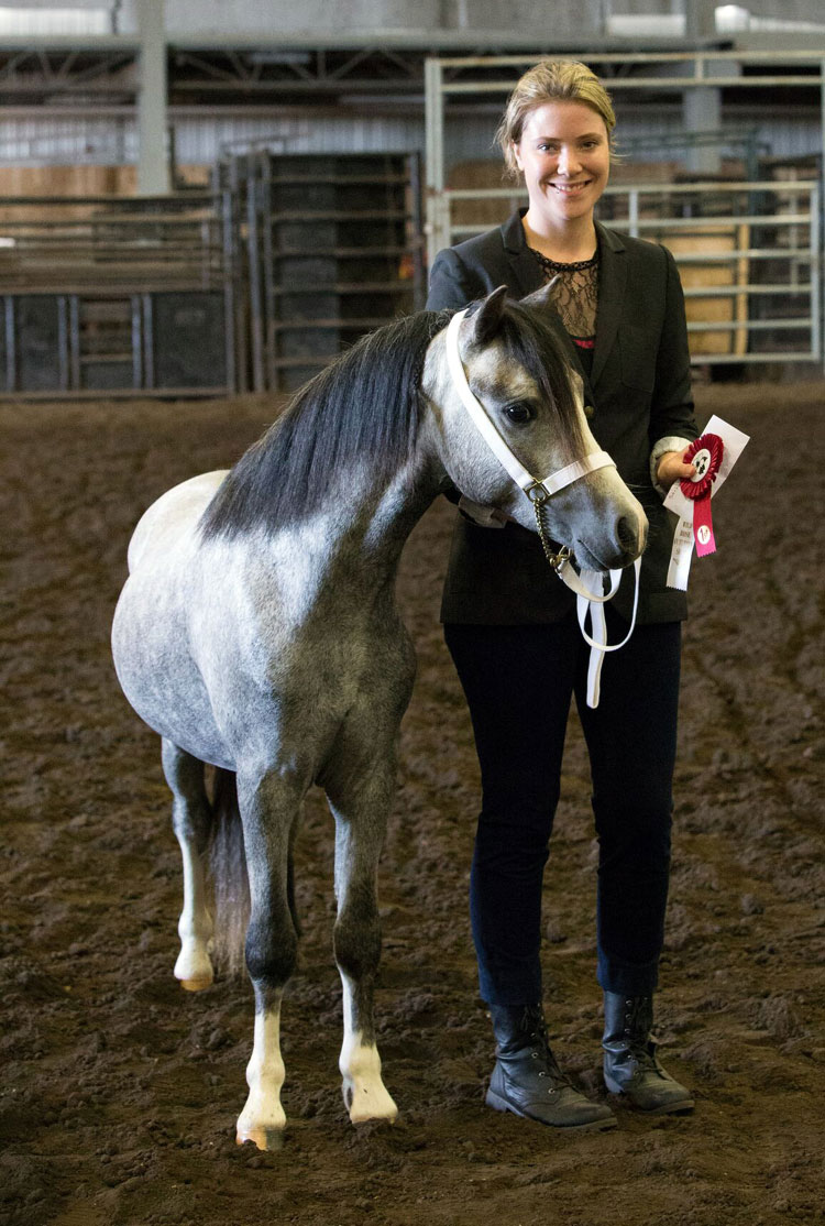 2017 Wild Rose Welsh & Open Pony Show Elite Equestrian magazine