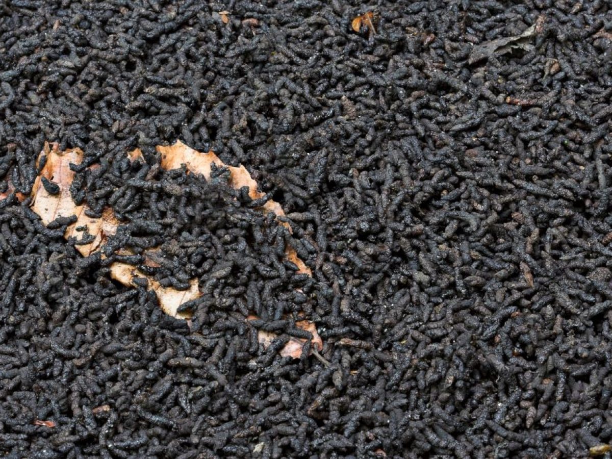 What Do Bat Droppings Look Like