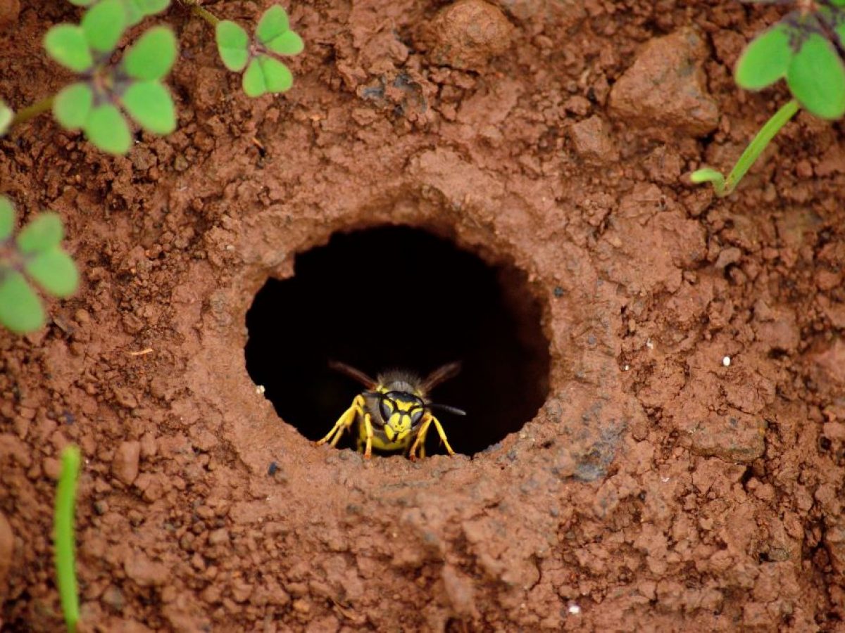 Enlever un Nid de Guêpes dans la Terre : la Bonne Façon