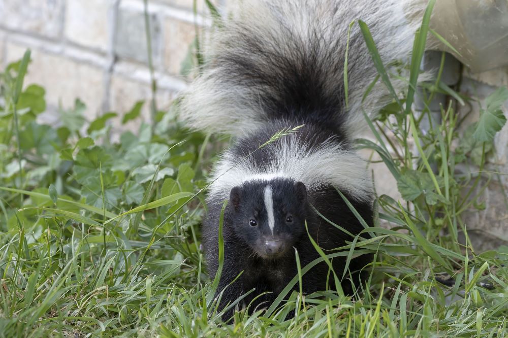 How to Get Rid of Skunks in your Garden Elite Pest Control