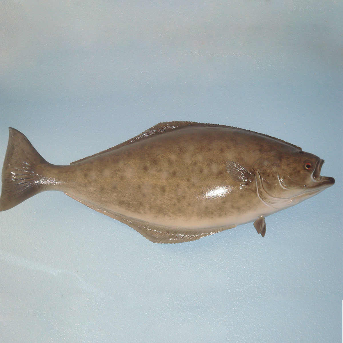 Halibut Elite Food Pte LtdElite Food Pte Ltd